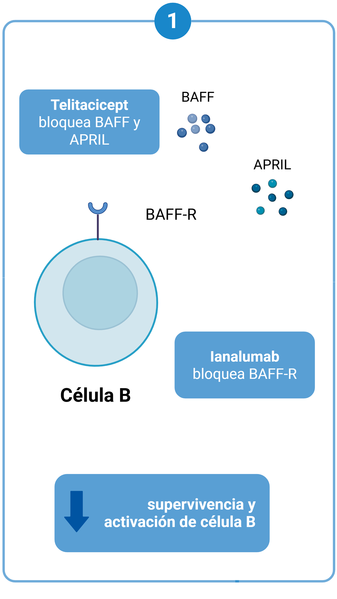Eje BAFF/APRIL — Ianalumab, Telitacicept