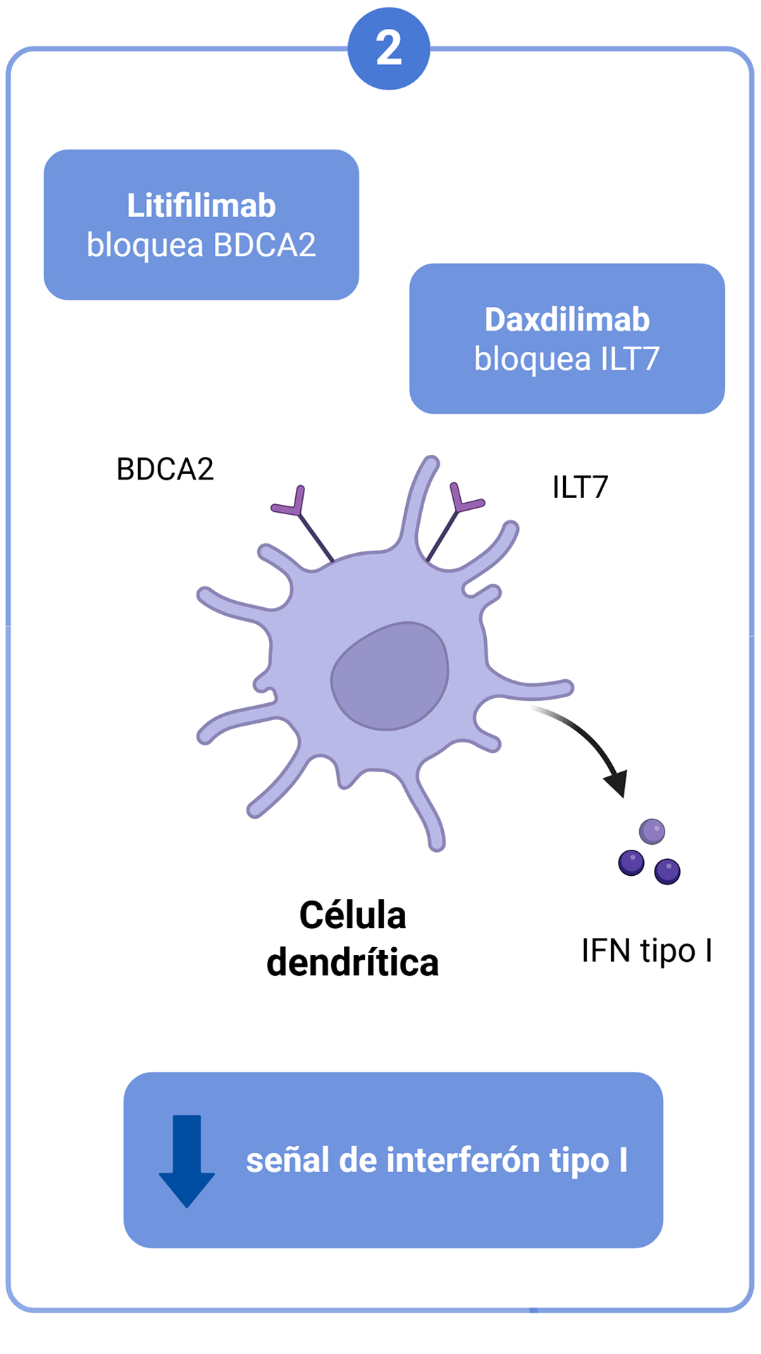 Células dendríticas plasmocitoides e IFN tipo I — Litifilimab