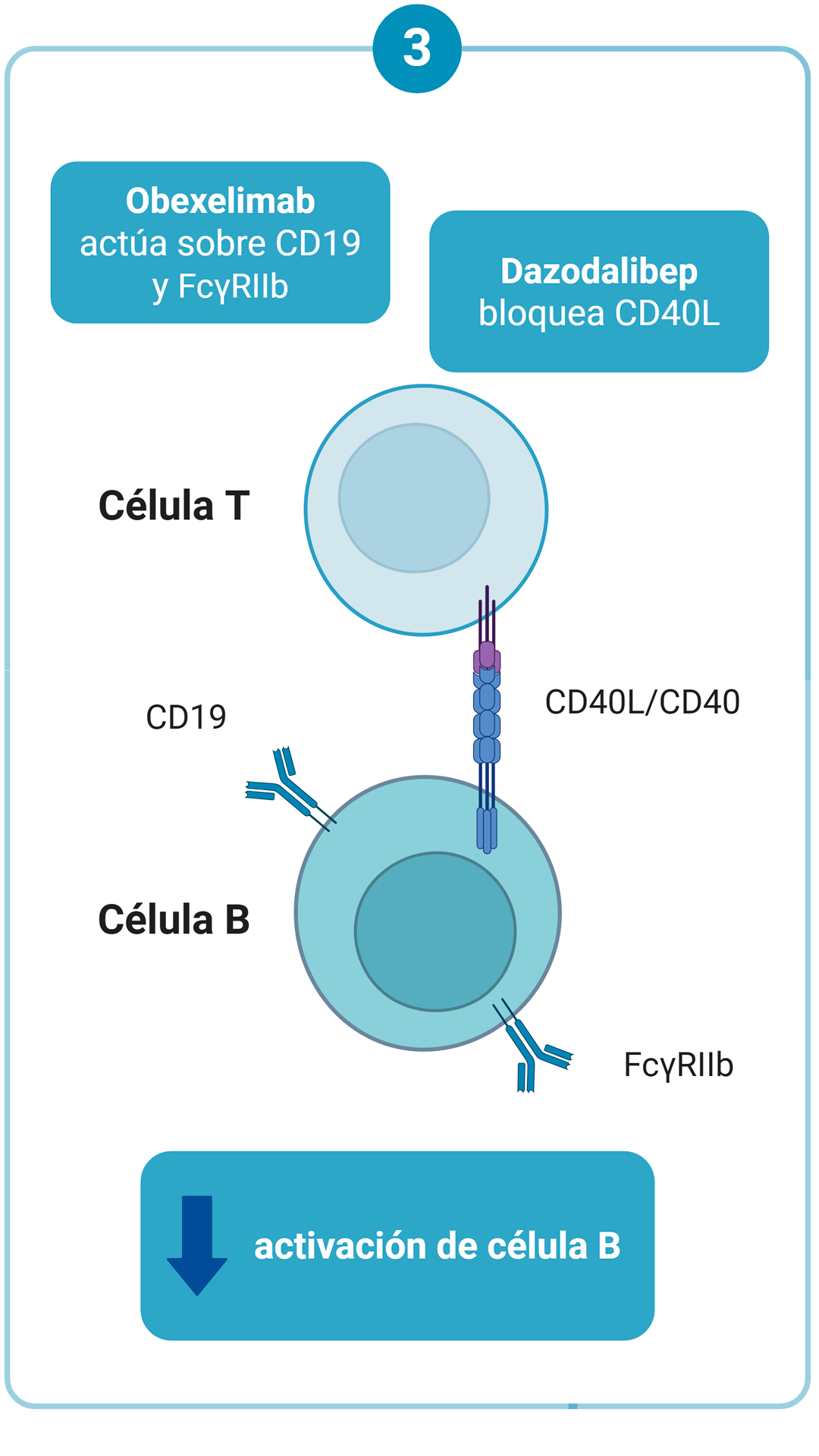 Coestimulación B-T y modulación funcional B — Dazodalibep, Obexelimab
