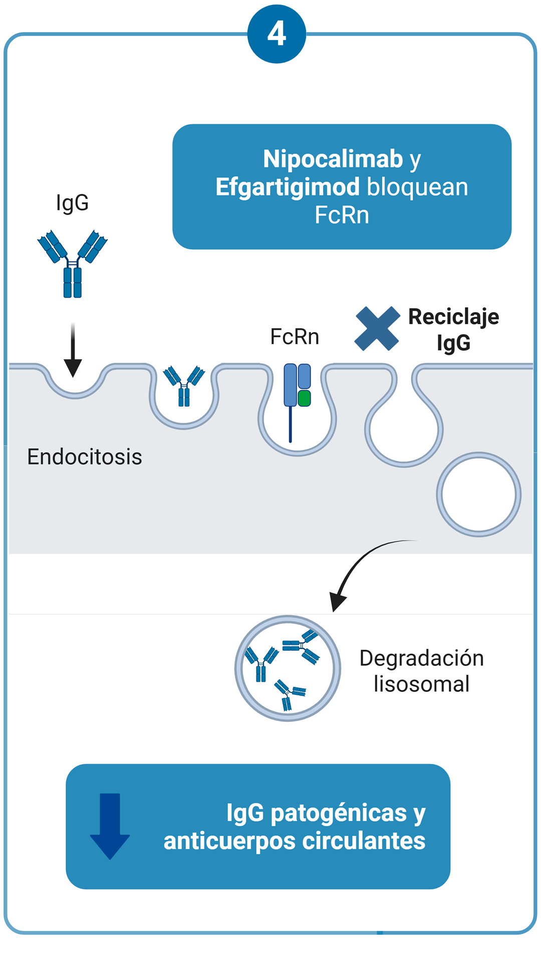 FcRn y autoanticuerpos IgG — Nipocalimab, Efgartigimod