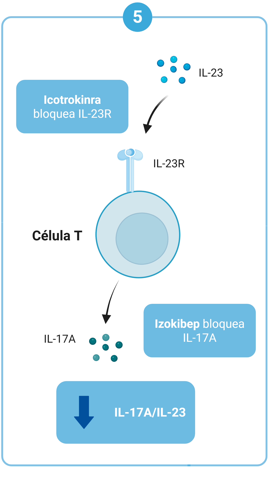 Eje IL-23/Th17/IL-17 — Icotrokinra, Izokibep